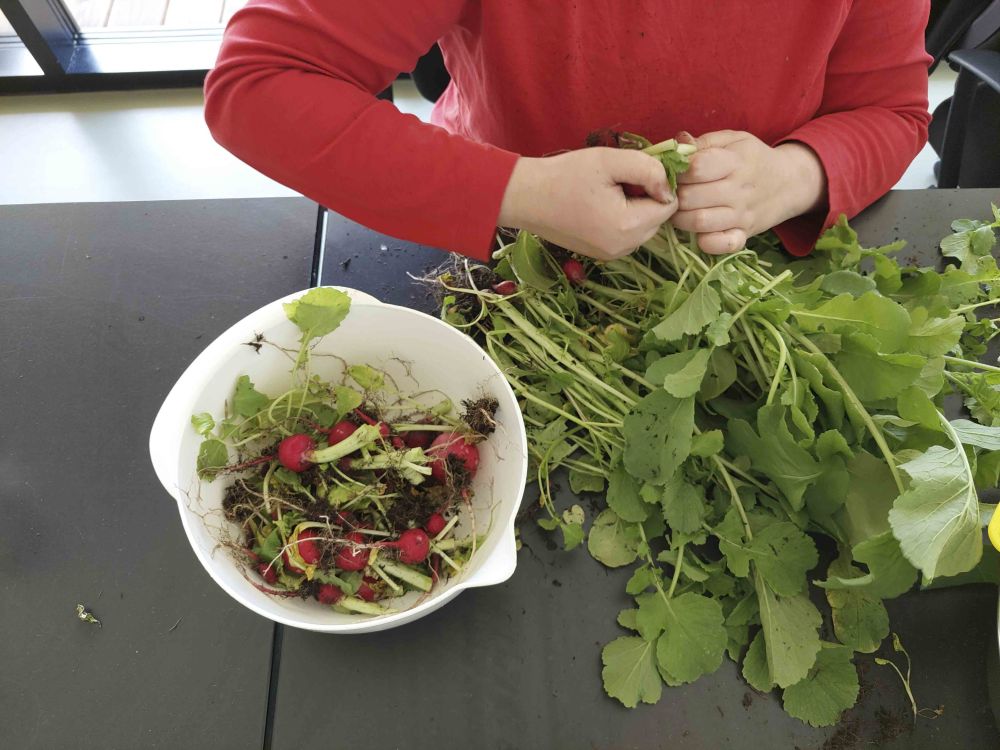 Blick aus der Vogelperspektive: ein Bund Kräuter und eine Schüssel mit Radieschen