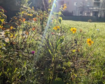 ein paar Wiesenblumen, die Sonne scheint; im Hintergrund ein Gebäudekomplex