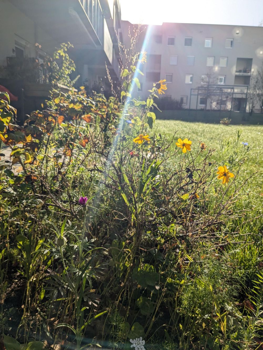 ein paar Wiesenblumen, die Sonne scheint; im Hintergrund ein Gebäudekomplex